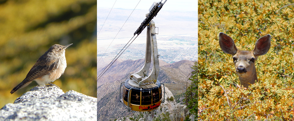 Bird, Tramway Car, and Deer Photo